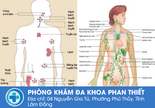 Nổi hạch ở bẹn có nguy hiểm không